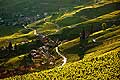 13104 - Photo : Suisse, Epesses et Riex, canton de Vaud, vignoble de Lavaux - UNESCO 