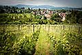 13199 - Photo arlesheim Ble-Campagne Suisse, almanique, vignoble, vin, wein, wines