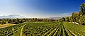 13593 - Vignoble de Genève - panorama