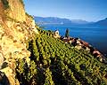 2709 - Suisse, vignoble de Lavaux, village de St-Saphorin en octobre et le lac Lman