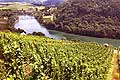 4938 - Vignoble sur le Rhin en Suisse almanique
