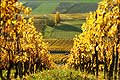 4986 - Vignoble de la Cte - canton de Vaud - Suisse