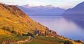 8330 - Photo : Suisse, canton de Vaud, vignoble de Lavaux, village d'Epesses et le Lac Lman