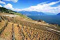 8334 - Photo : Suisse, canton de Vaud, vignoble de Lavaux suite  la grle de 2005