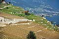 8336 - Photo : Suisse, canton de Vaud, vignoble de Lavaux suite  la grle de 2005