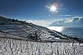 8343 - Photo : Suisse, canton de Vaud, vignoble de Lavaux sous la neige et le lac Lman