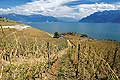 8350 - Photo : Suisse, canton de Vaud, vignoble de Lavaux suite  la grle de 2005