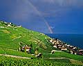 8351 - Photo : Suisse, canton de Vaud, vignoble de Lavaux, arc-en-ciel sur le village de Villette et le Lac Lman