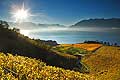 8506 - Photo : Suisse,  canton de Vaud, vignoble de Lavaux, Lac Lman