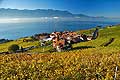 8507 - Photo : Suisse,  canton de Vaud, vignoble de Lavaux, Rivaz, Lac Lman