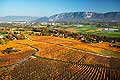 8564 - Photo : Suisse, vignoble de Genve - Lully - Geneva