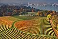 8574 - Photo : Suisse, vignoble de Genve - Cologny - Geneva