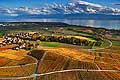 8584 - Photo : Suisse, canton de Vaud, vignoble de La Côte - Fechy et le Lac Léman