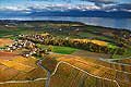 8589 - Photo : Suisse, canton de Vaud, vignoble de La Côte - Fechy et le Lac Léman