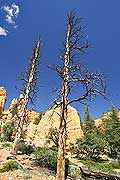 9034 - Photo : Amérique, USA, Etats-Unis, Zion National park, Image of America 9034 - Photo : Amérique, USA, Etats-Unis, Zion National park, Image of America
