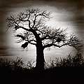 9134 - Photo: Kenya - un arbre dans la savanne