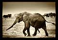 9135 - Photo: Kenya - un éléphant sur le départ