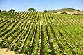 9141 - Photo : USA, Etats-Unis, vignoble vers Santa Maria - Californie
