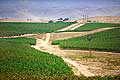 9143 - Photo : USA, Etats-Unis, vignoble vers Santa Maria - Californie