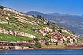 9387 - Photo : Suisse, canton de Vaud, vignoble de Lavaux en terrasses - Saint-Saphorin, Lac Lman