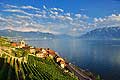 9392 - Photo : Suisse, canton de Vaud, vignoble de Lavaux en terrasses - Saint-Saphorin, Lac Lman