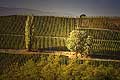 9850 - Photo : Suisse, vignoble de Genève, Geneva, switzerland, swiss wines - wein, schweiz