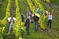 9856 - Photo : Suisse, vignoble de Genève - vendanges - Geneva, switzerland, swiss wines - wein, schweiz