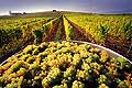 9859 - Photo : Suisse, vignoble de Genève - vendanges - Geneva, switzerland, swiss wines - wein, schweiz