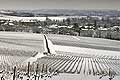 9862 - Photo : Suisse, vignoble de Genève, Dardagny sous la neige - Geneva, switzerland, swiss wines - wein, schweiz