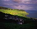 9898 - Photo : Suisse, canton de Vaud, vignoble de Lavaux en terrasses et le Lac Lman
