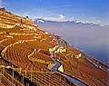 9899 - Photo : Suisse, canton de Vaud, vignoble de Lavaux en terrasses et le Lac Lman