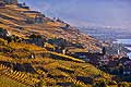 9917 - Photo : Suisse, canton de Vaud, vignoble de Lavaux en terrasses, Rivaz et le Lac Lman