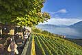 9949 - Photo: Vignoble de Lavaux - UNESCO - terrasse et lac Lman - Chexbres